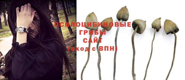 прущие грибы Арсеньев